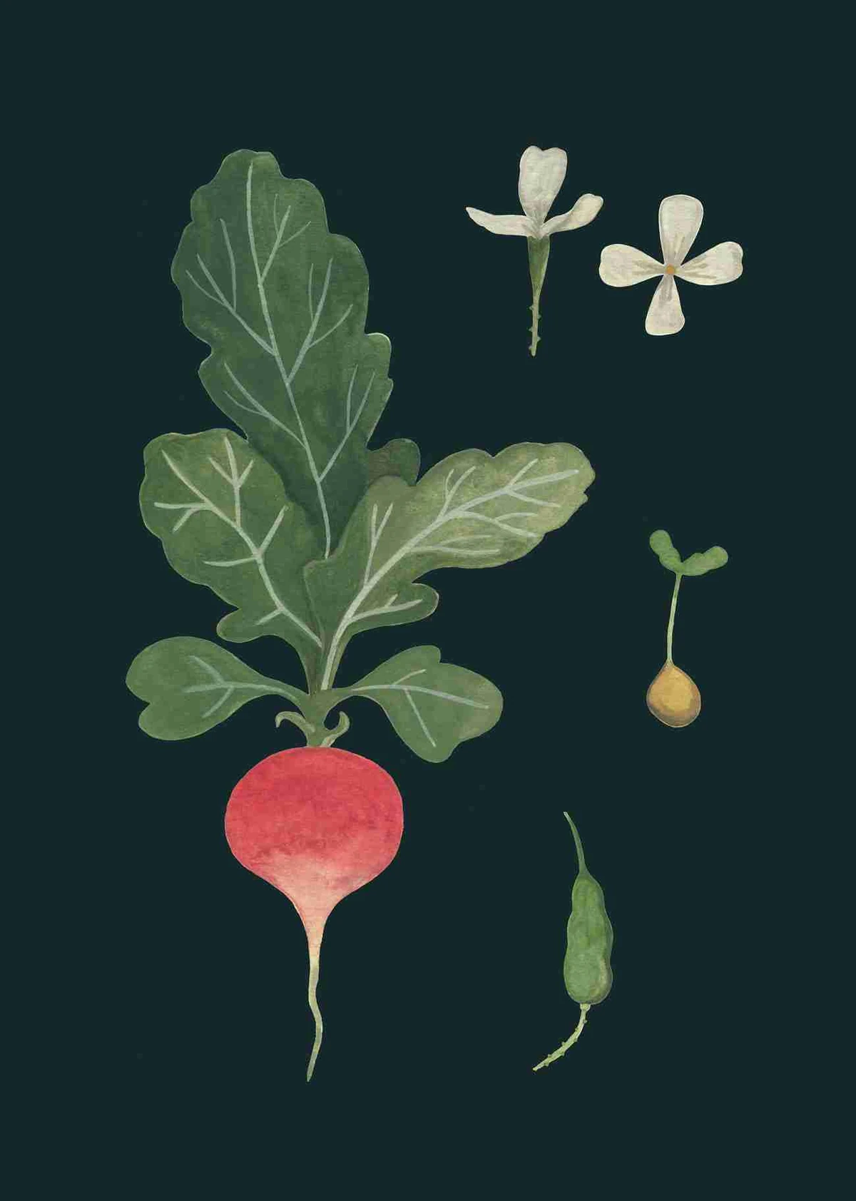 Garden veggies, Kitchen Garden project by Valesca van Waveren